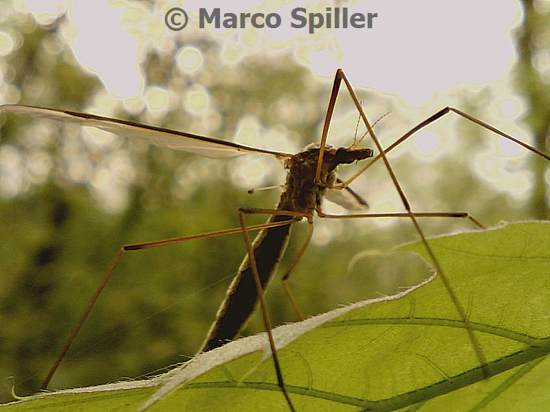 Tipula oleracea